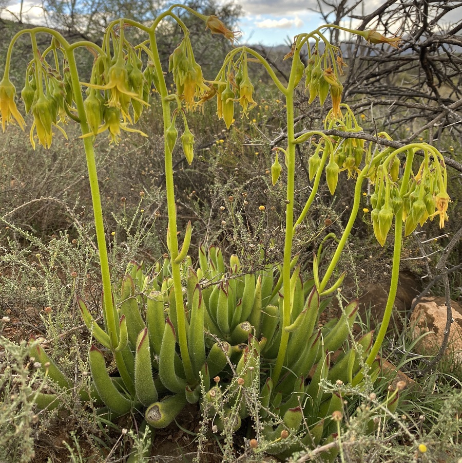 cotyledon campanulata