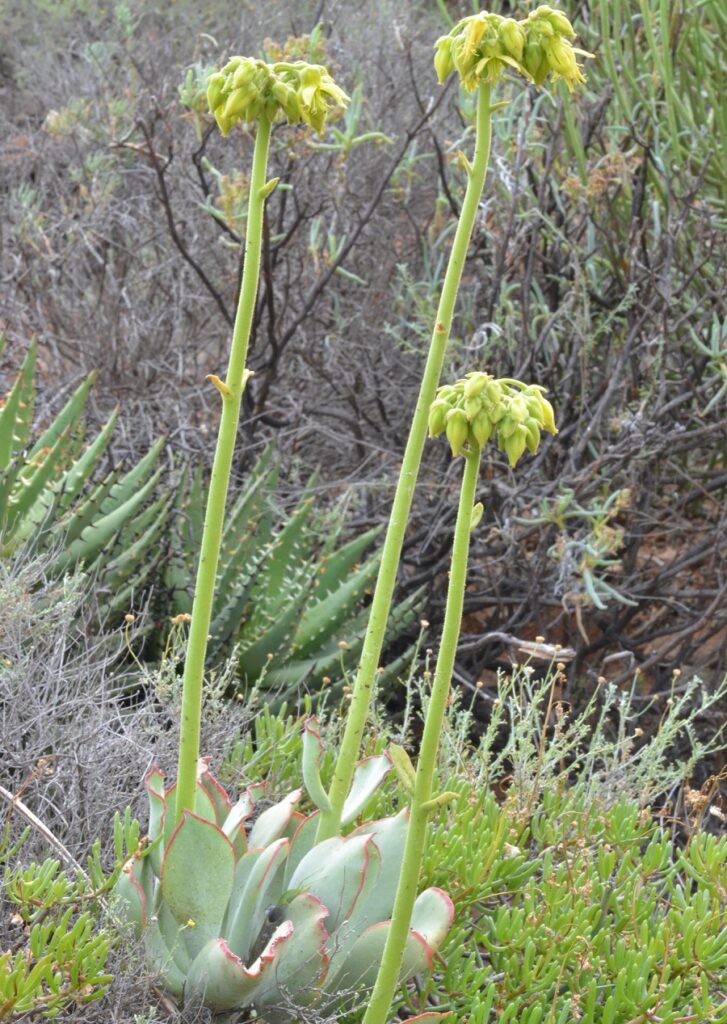 cotyledon cuneata