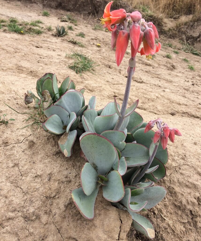 cotyledon orbiculata