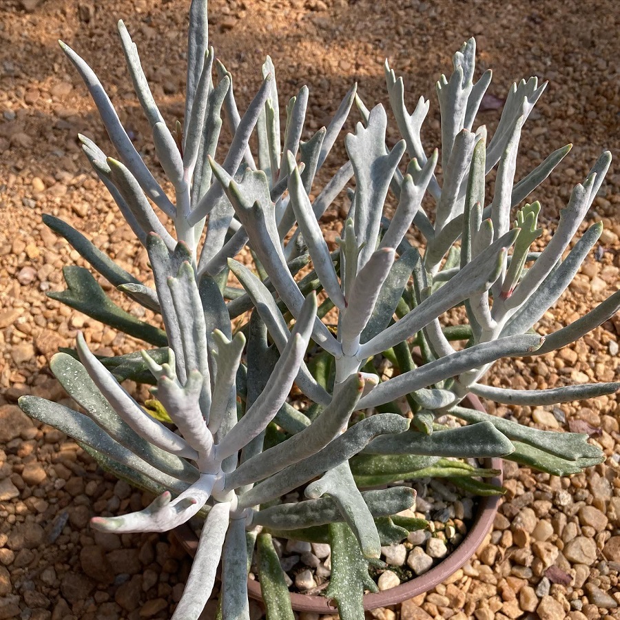 cotyledon orbiculata 'elk horns'