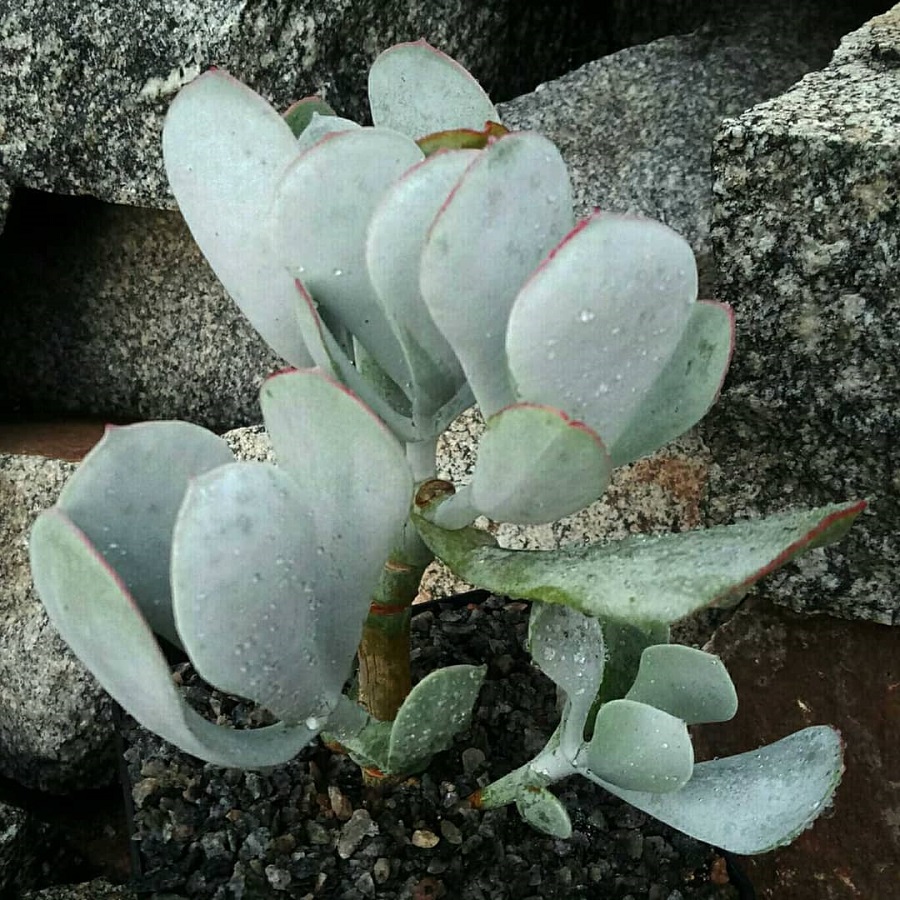 cotyledon orbiculata 'silver storm'