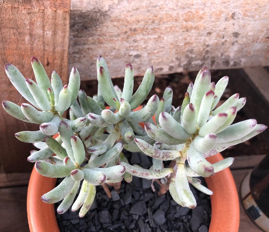 cotyledon orbiculata var. flanaganii