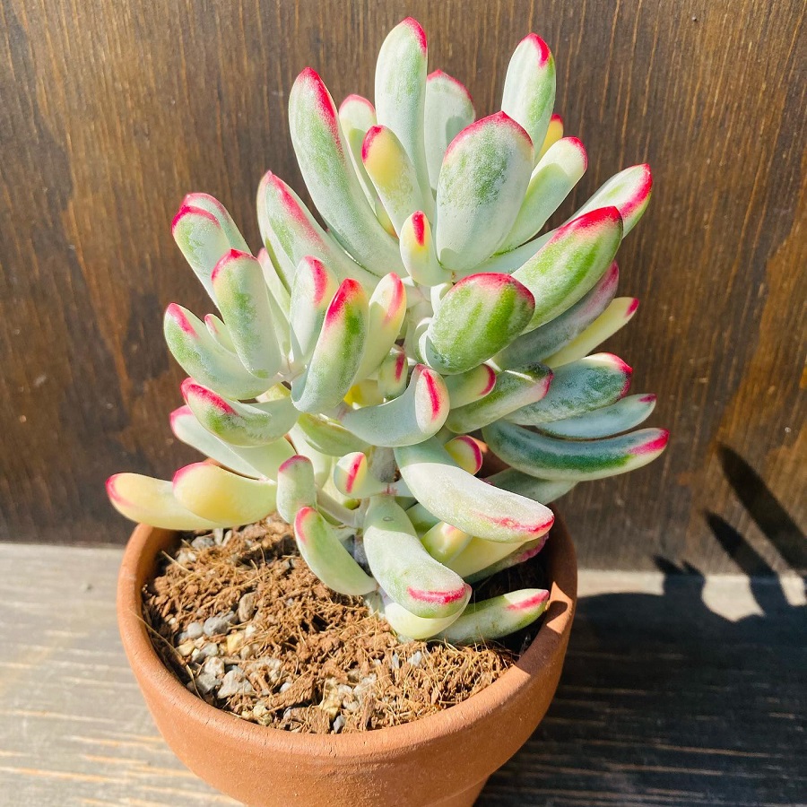 cotyledon orbiculata var. oblonga