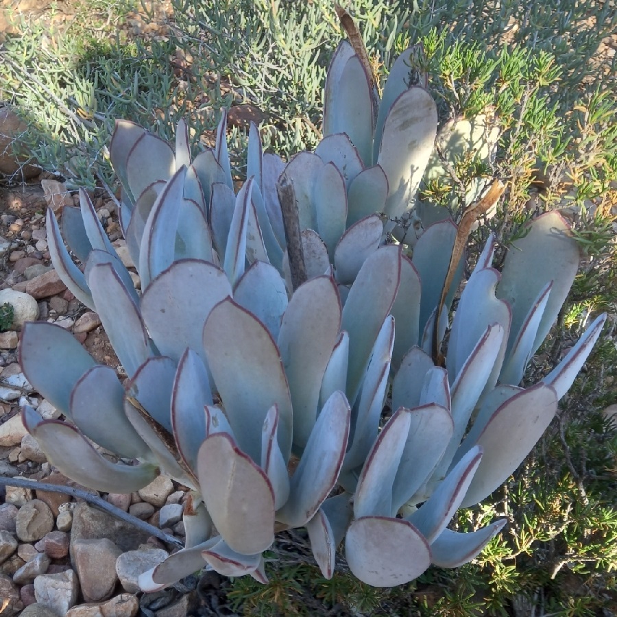 cotyledon orbiculata var. spuria