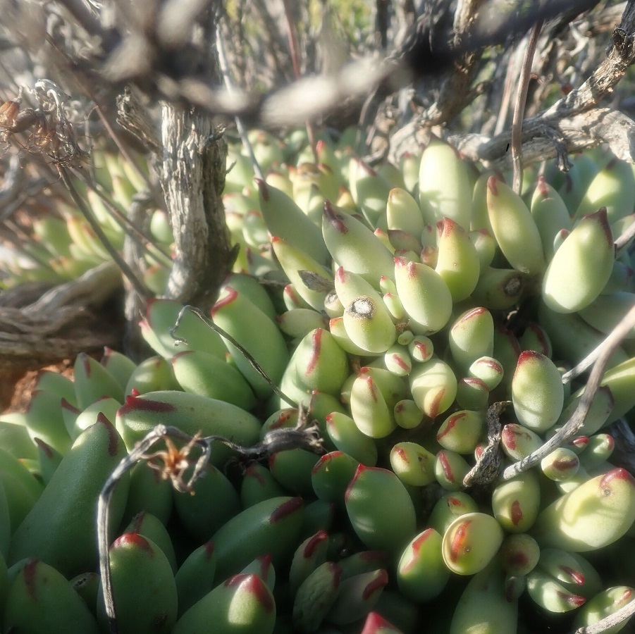 cotyledon papillaris