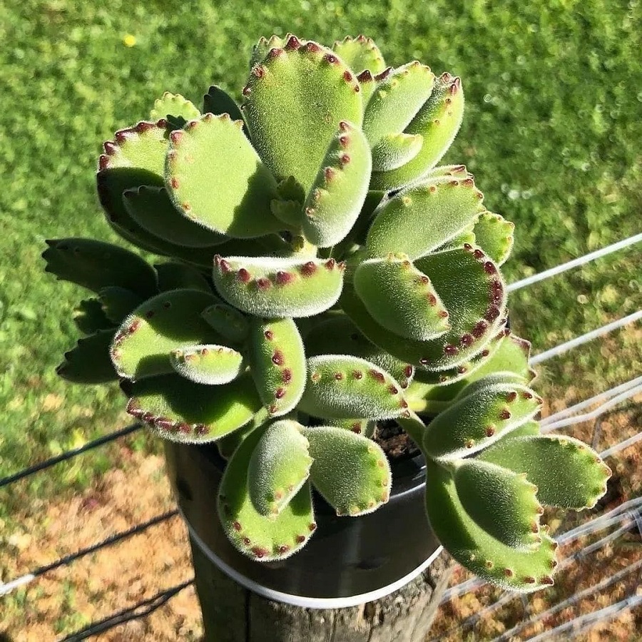 cotyledon tomentosa