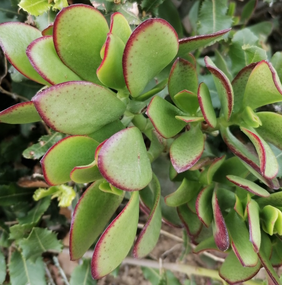 cotyledon velutina