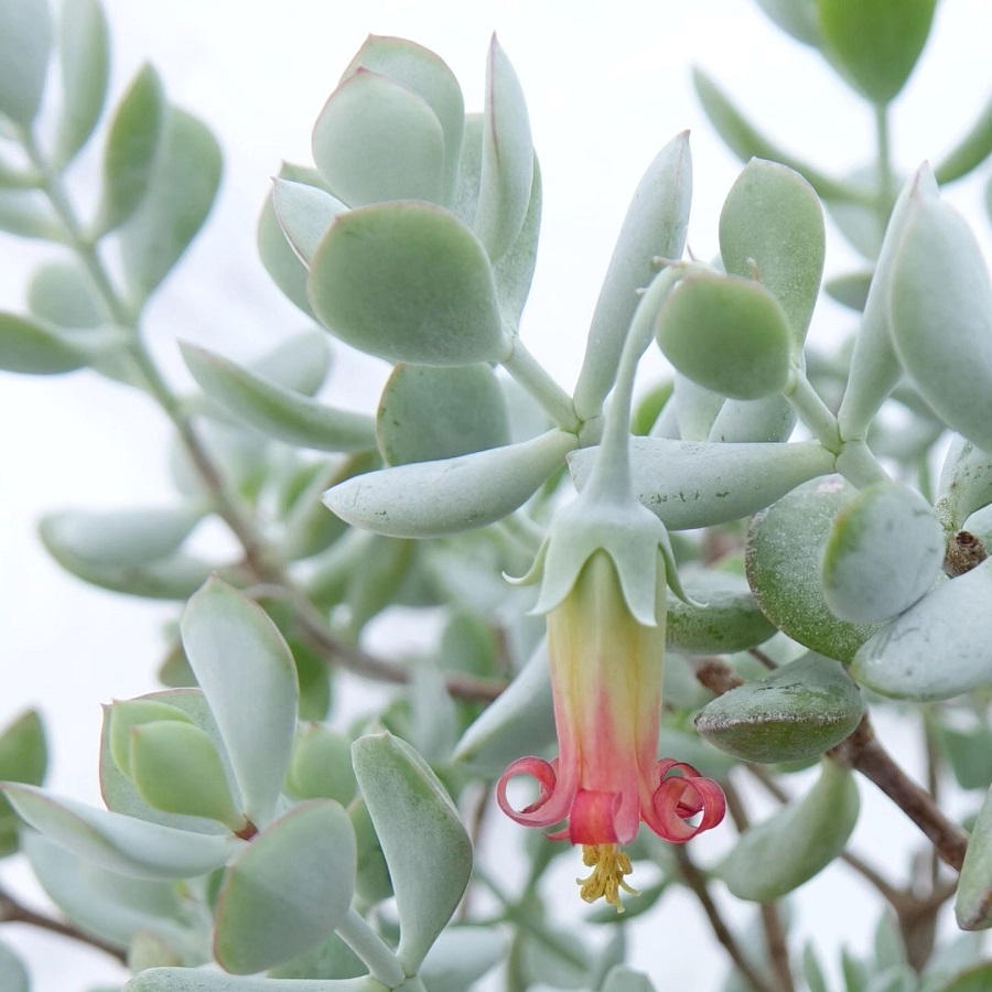 cotyledon woodii silver form