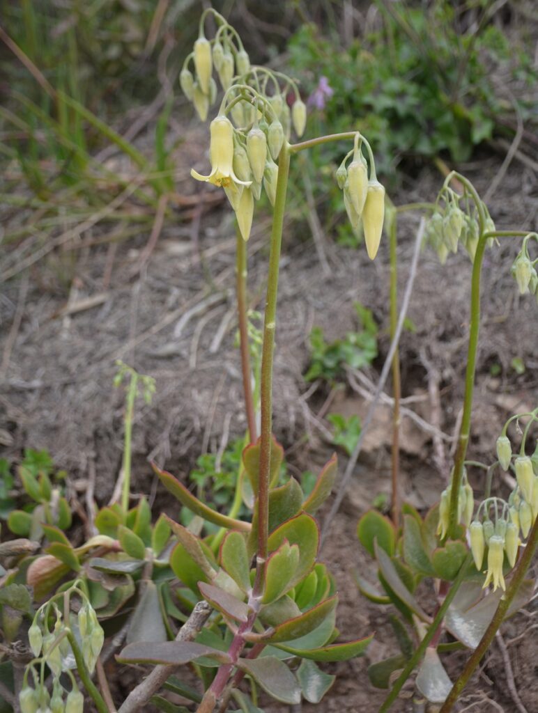 cotyledon xanthantha