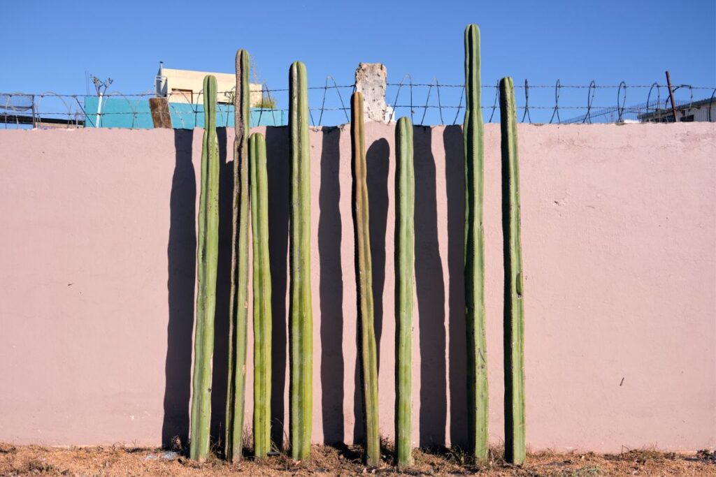 mexican fence post cactus