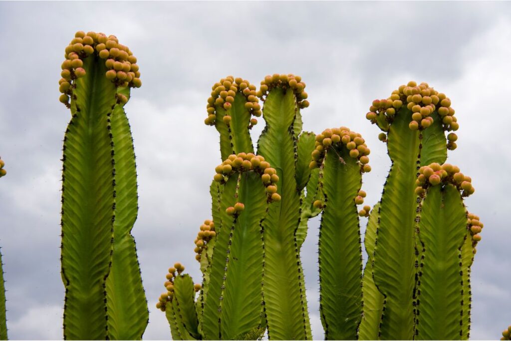 Peruvian Apple Cactus