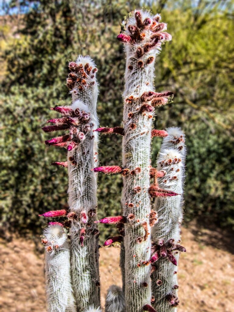 Silver Torch Cactus