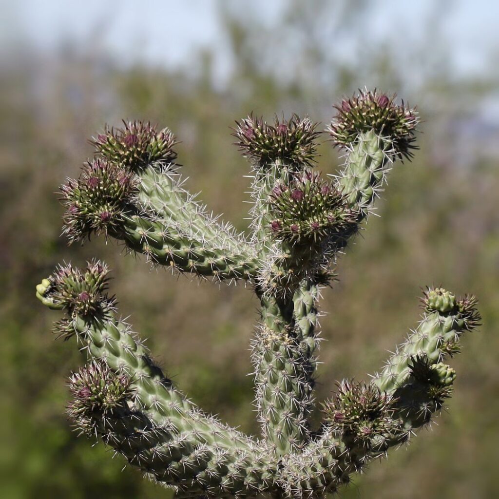 Walkingstick Cactus