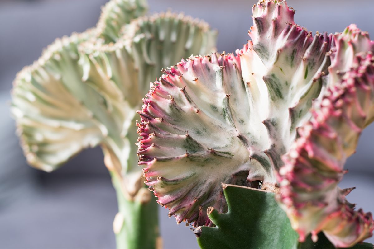 5 Reasons Your Coral Cactus is Struggling (And How to Fix Them