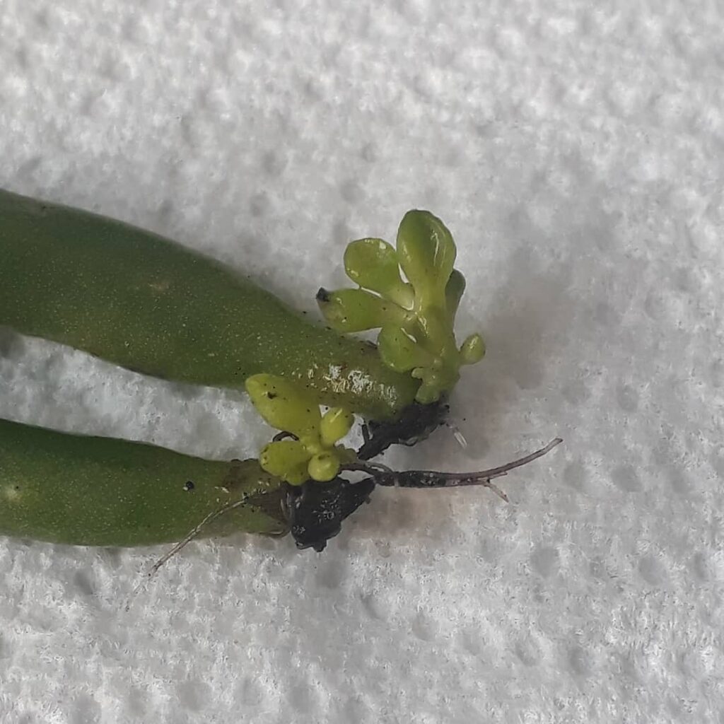 gollum jade leaf propagation
