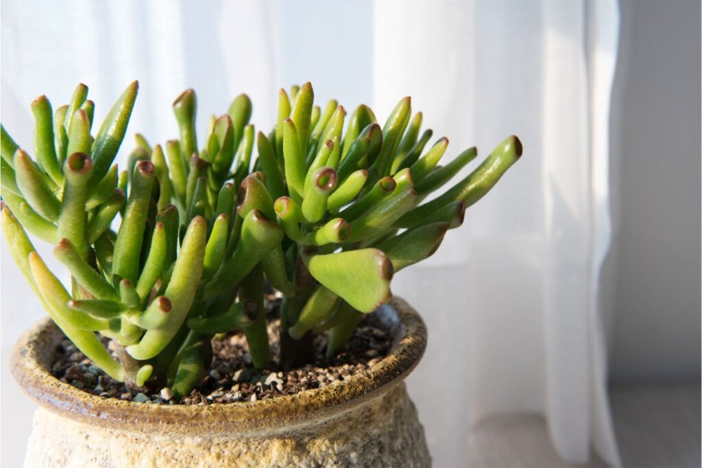 gollum jade propagation