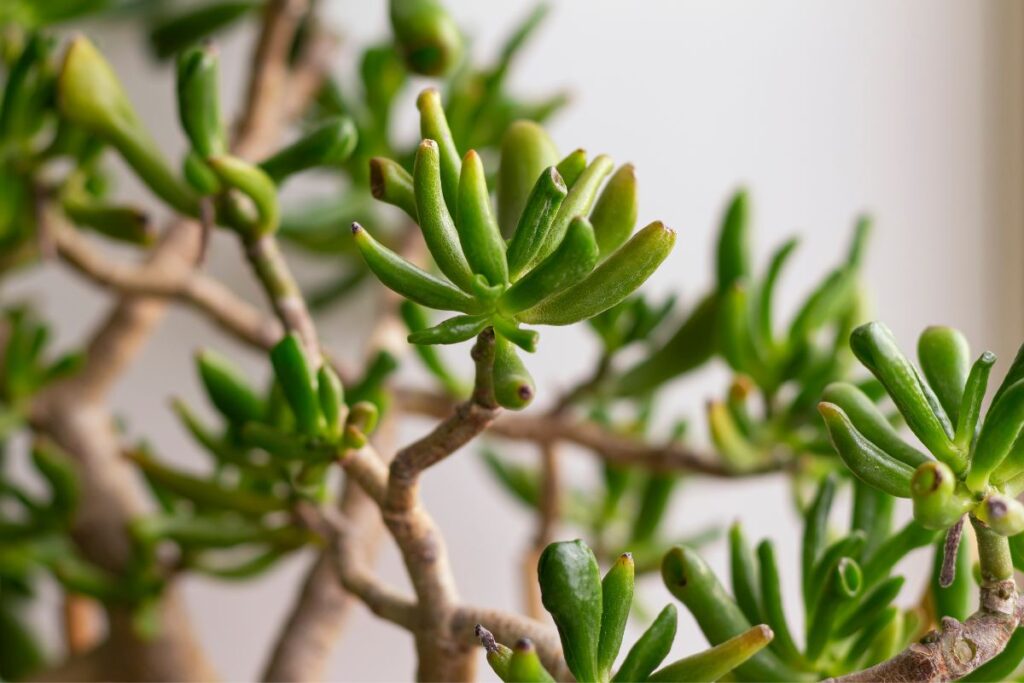 how to encourage branching on gollum jade