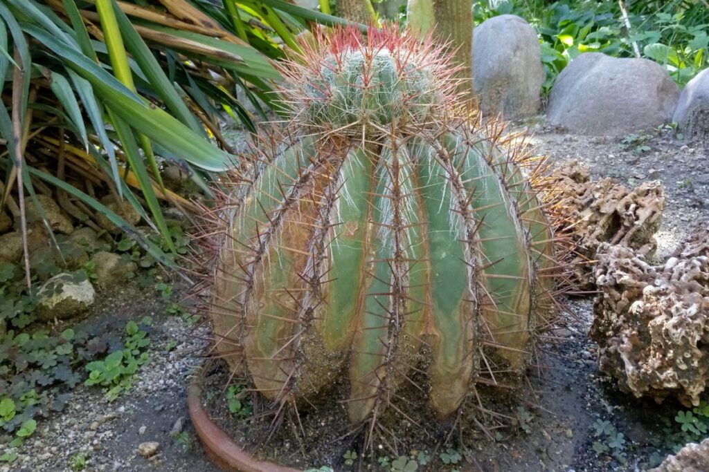 how to get rid of cactus