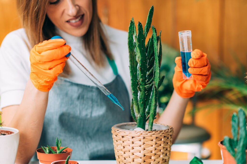 how to make cactus grow faster