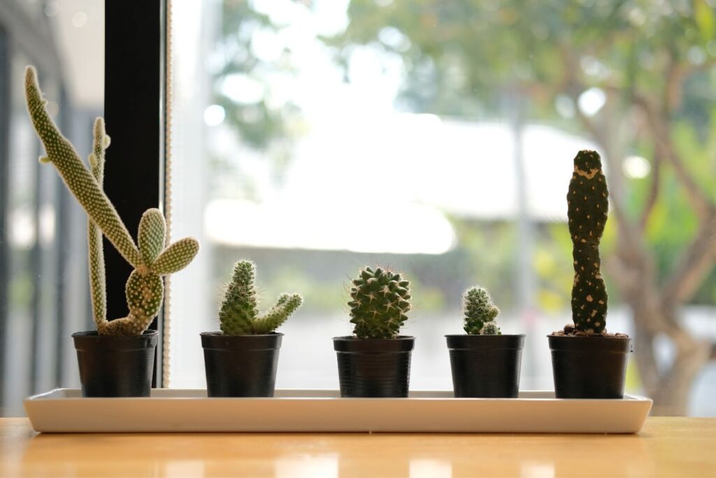 how to make cactus grow faster