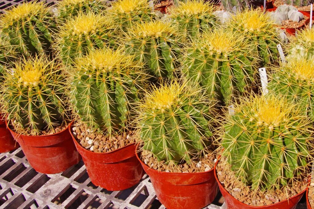 how to propagate golden barrel cactus