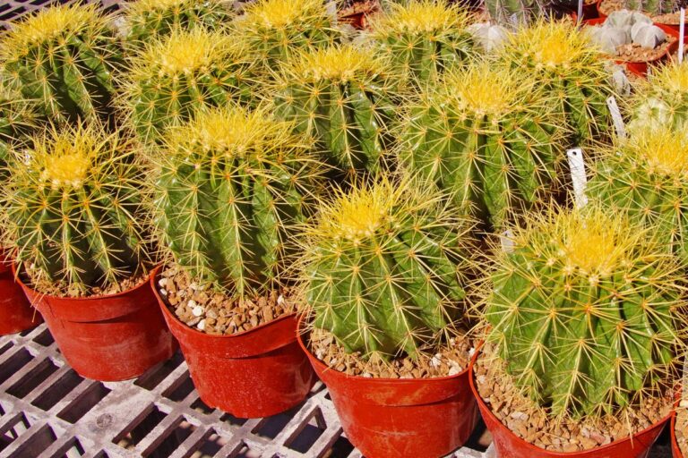 how to propagate golden barrel cactus (step-by-step guide)