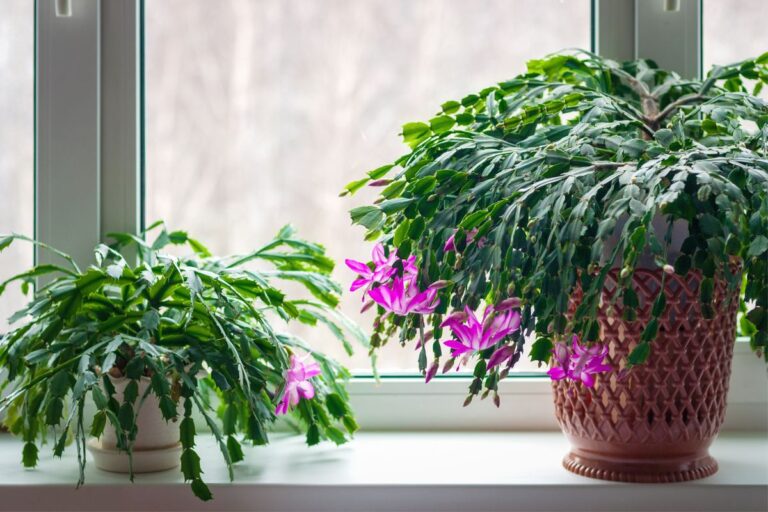 how to propagate thanksgiving cactus (3 easy ways)