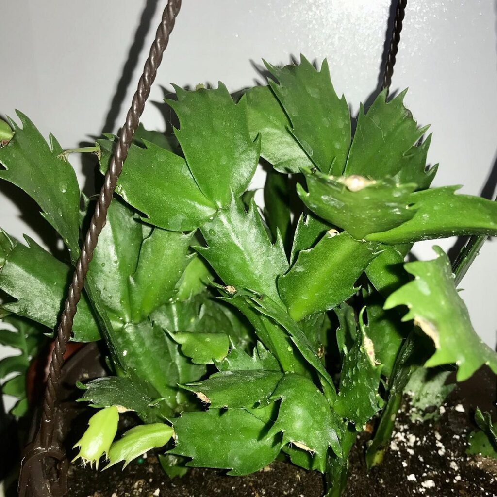 how to propagate thanksgiving cactus by division