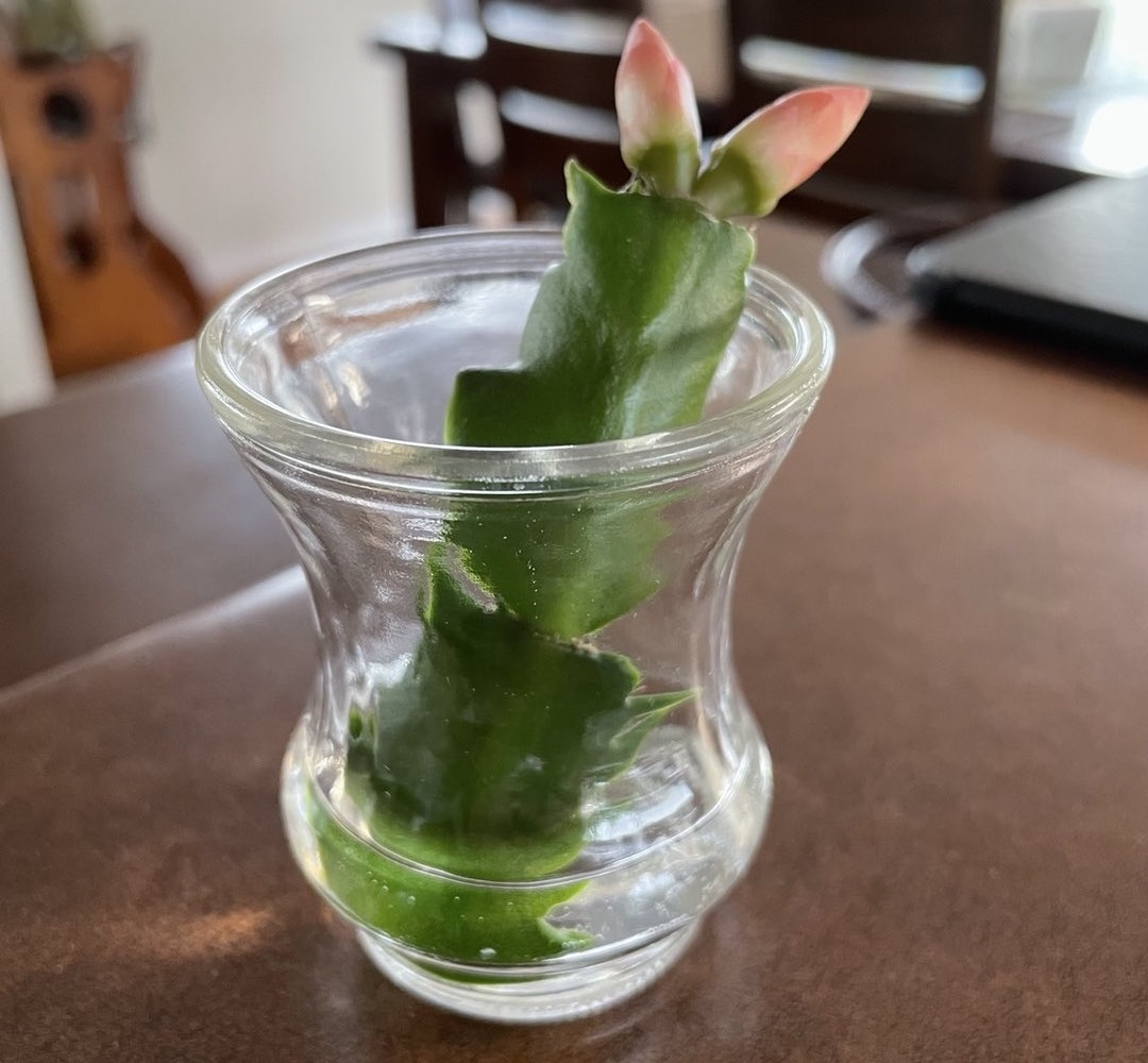 propagate-thanksgiving-cactus-3-crazy-simple-methods-that-work