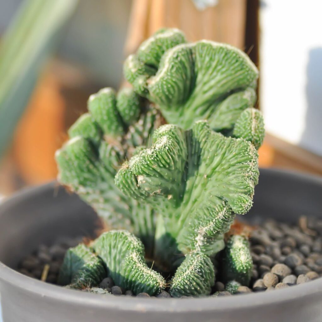 how to save a dying coral cactus
