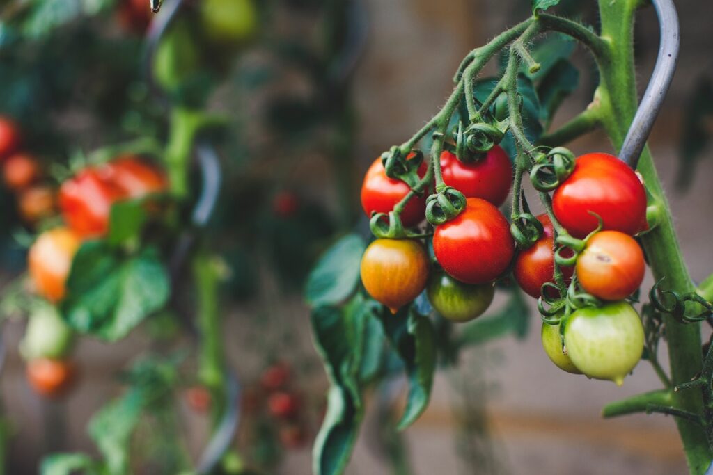 increase flowering in tomatoes
