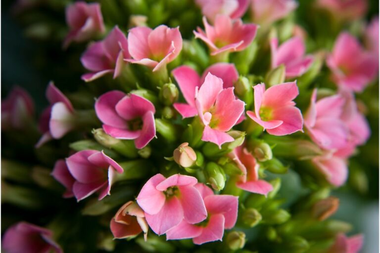 is kalanchoe poisonous to cats? (symptoms and treatment)