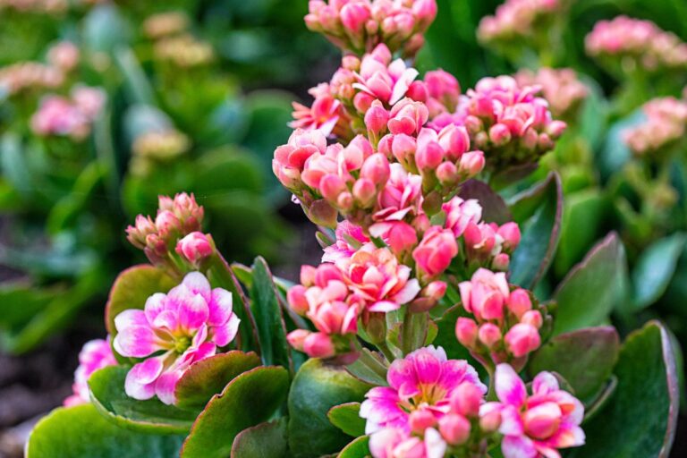 The Shocking Truth About Kalanchoe Toxicity for Cats | Succulent Alley