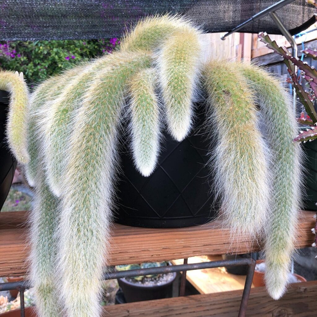 monkey tail cactus care