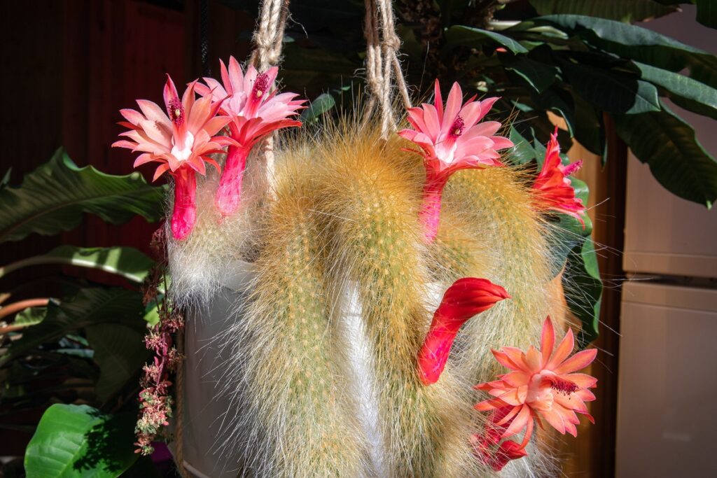 monkey tail cactus care