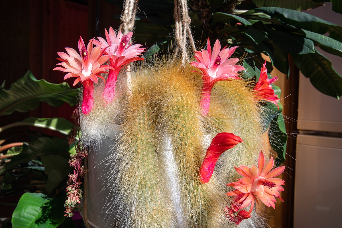 Monkey Tail Cactus Care and Propagation Guide | Succulent Alley