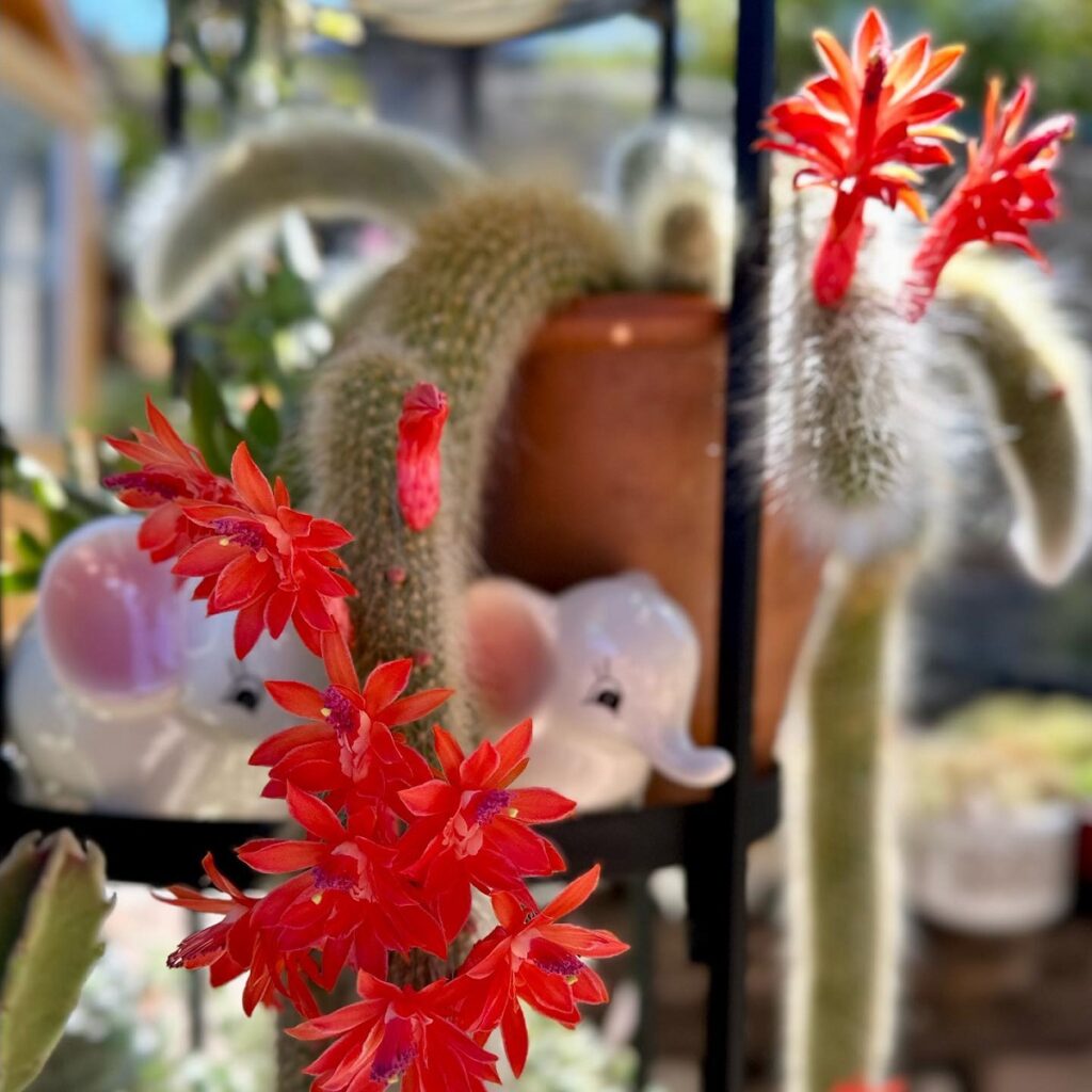 monkey tail cactus care