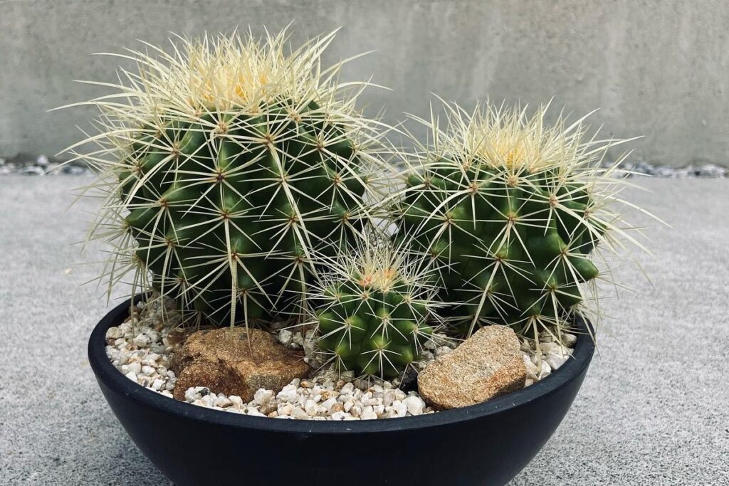 propagate golden barrel cactus