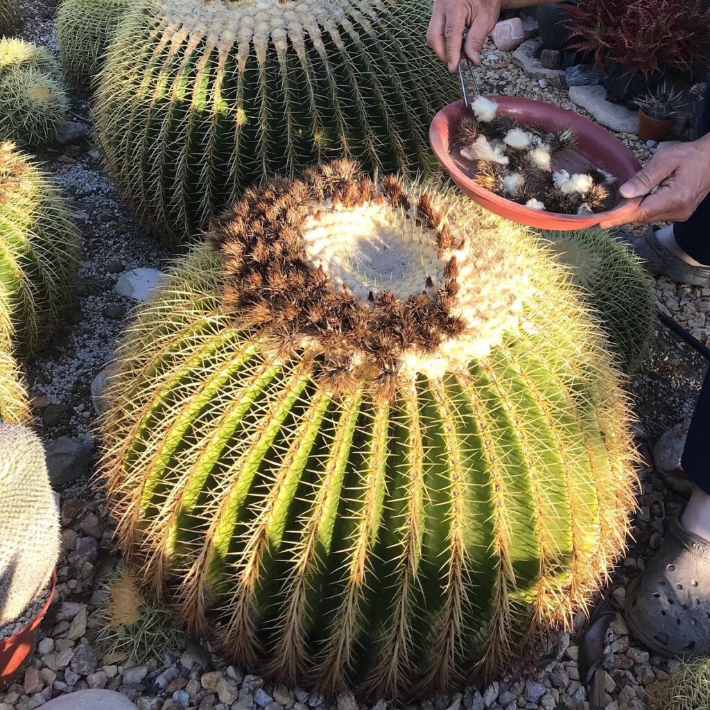 propagate golden barrel cactus by seeds