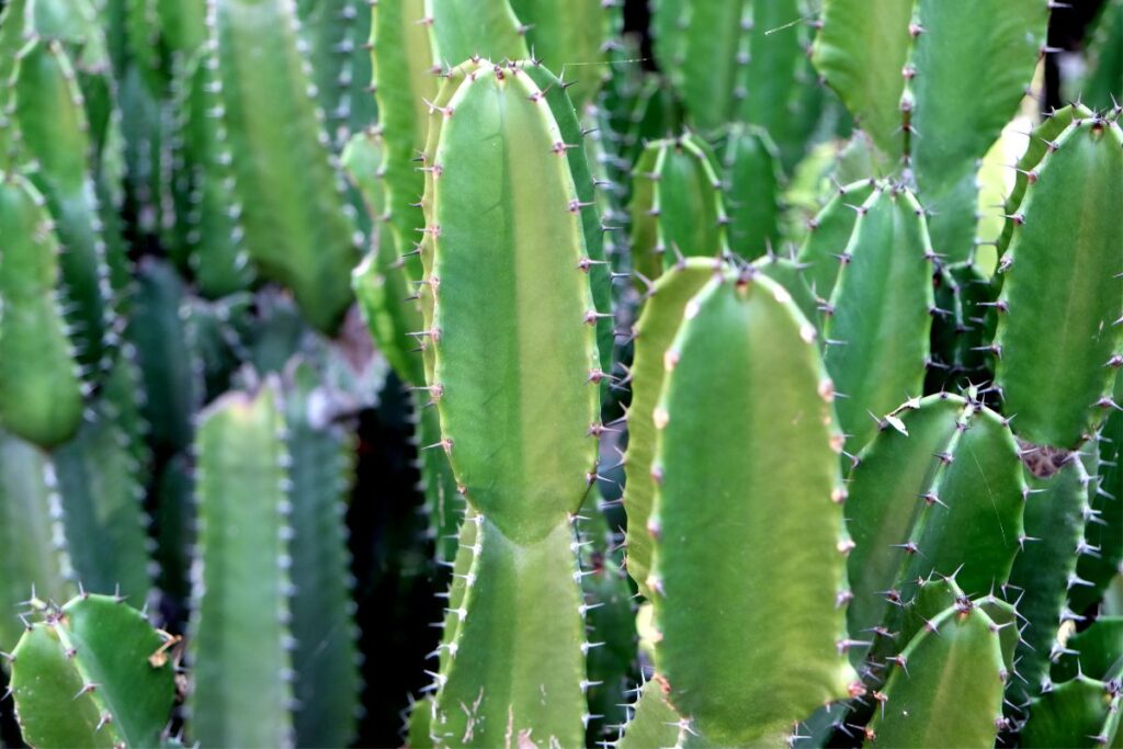 san pedro cactus propagation