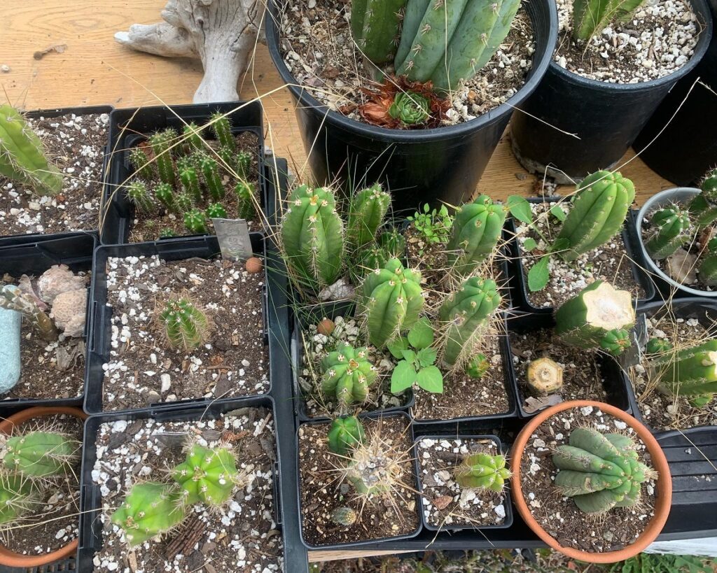 san pedro cactus propagation by cuttings