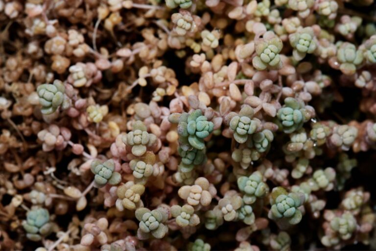 grow a miniature mat of chubby succulents – sedum dasyphyllum