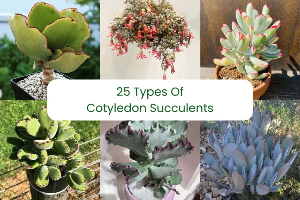 types of cotyledon succulents