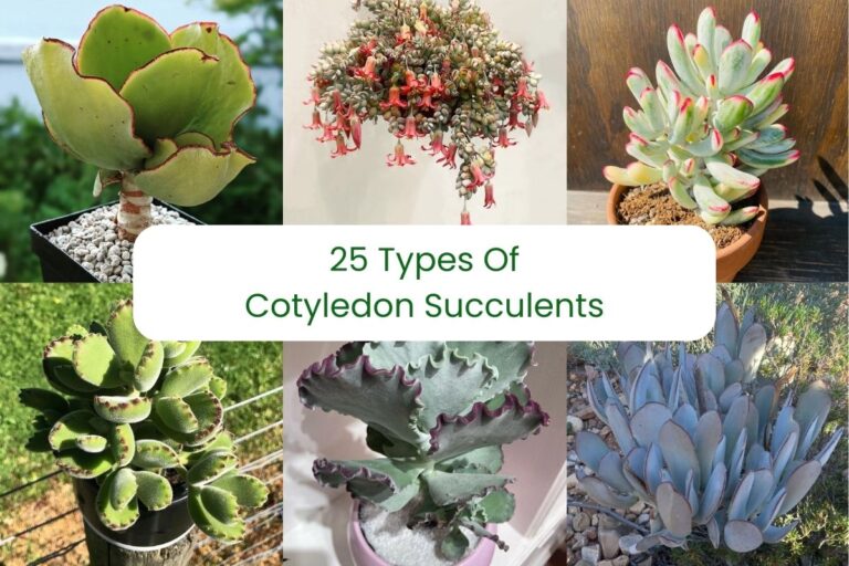 25 types of cotyledon succulents (with pictures)