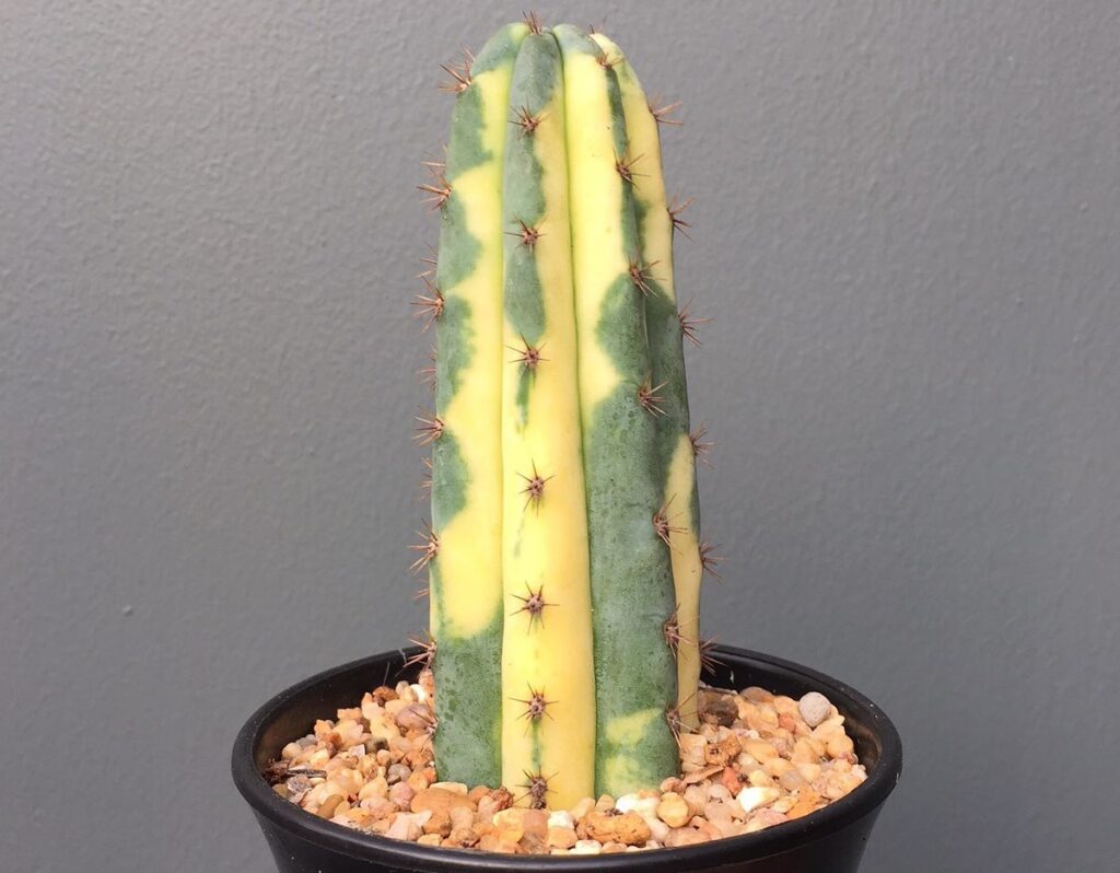 variegated san pedro cactus propagation