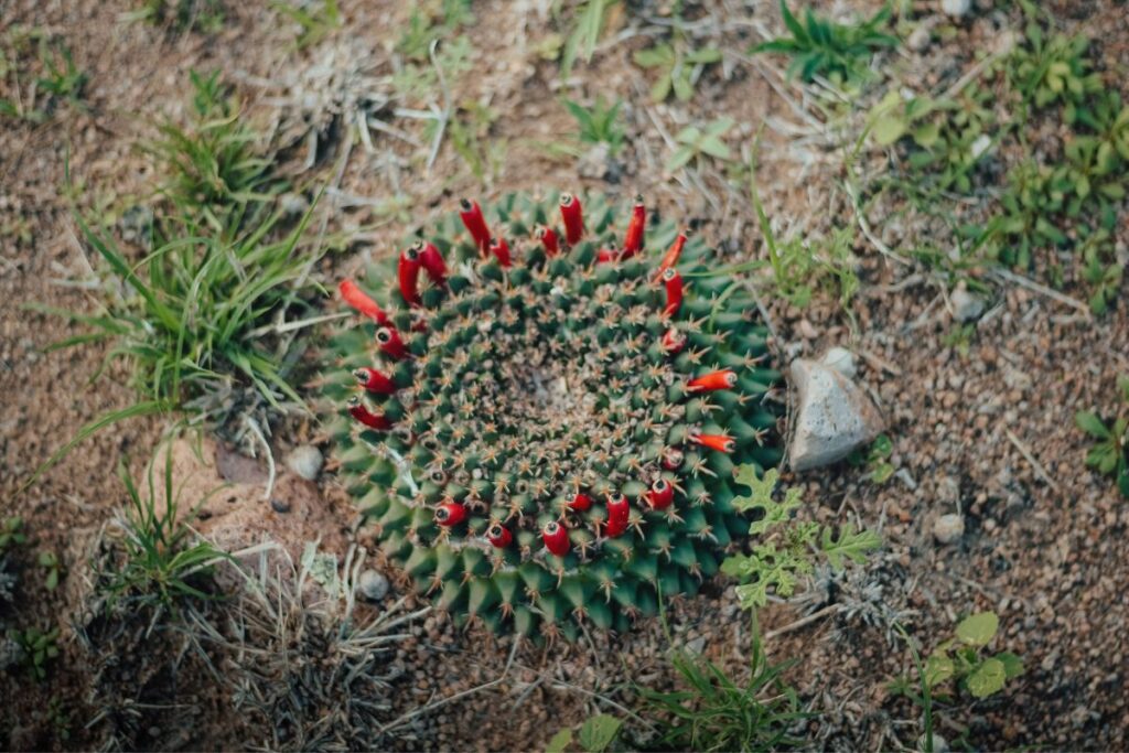 what chemical kills cactus