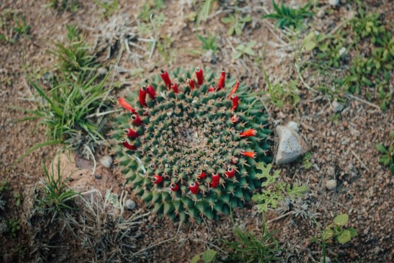 Kill Cacti Quickly Powerful Natural and Manmade Solutions Succulent