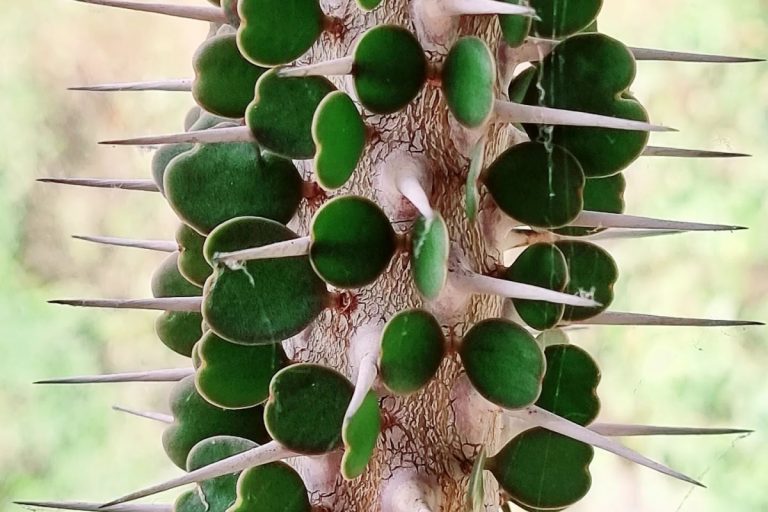 alluaudia ascendens: the spiky tree that looks like a mace