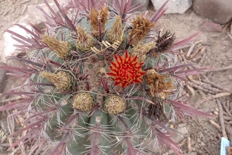 ferocactus peninsulae: care and propagation guide