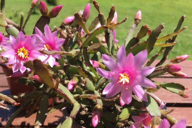 hatiora rosea (rose easter cactus): care and propagation guide